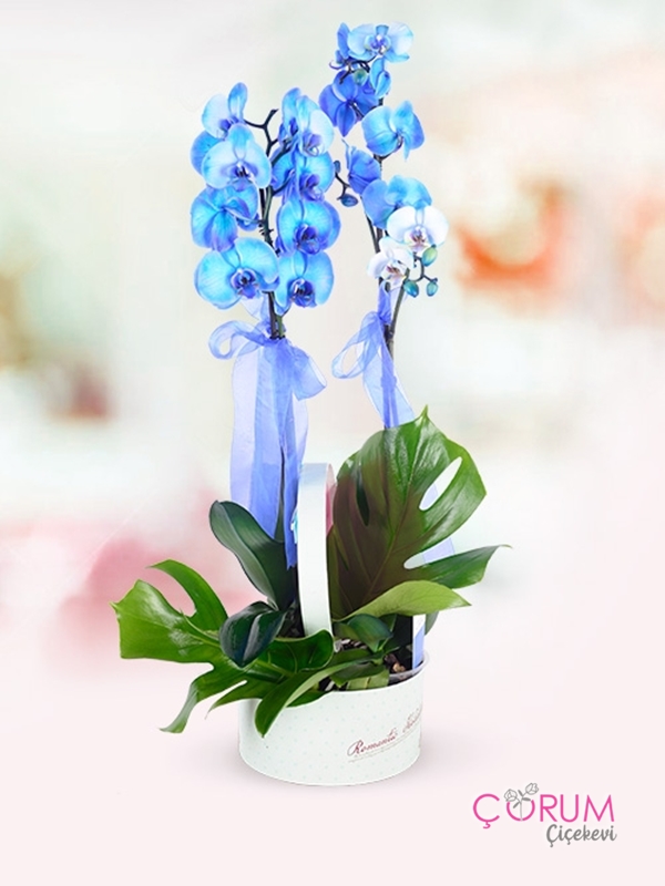 Blue Orchids